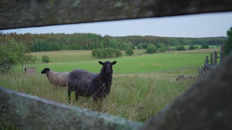 Schwarze-Schafe,-Umrahmt-Von-Einem-Zaun,-Fressen-Gras-Und-Starren-In-Die-Kamera