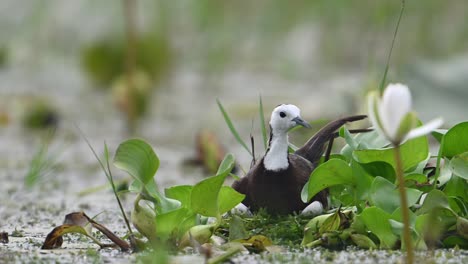 Pheasant-tailed-Jacana-on-eggs-and-leaving-the-nest