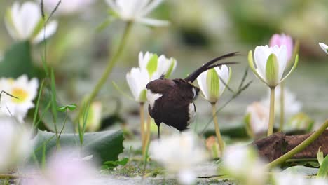 Pheasant-tailed-Jacana-Preening-with-Water-lily-Flower-in-Morning