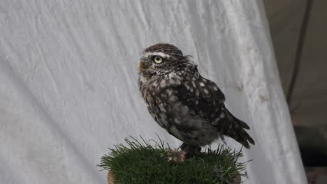 Pequeño-Pájaro-De-Presa-En-Exhibición-En-El-Fin-De-Semana-De-Recreación-Vikinga-En-Woodstown,-Waterford,-Irlanda,-En-Un-Día-De-Verano