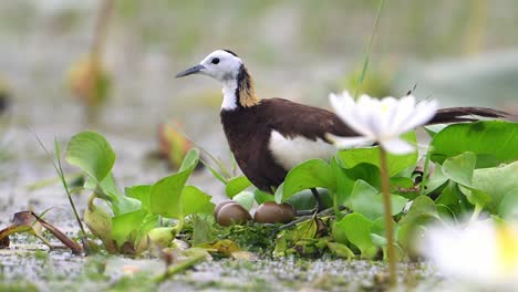 Pheasant-Tailed-Jacana-Bird-With-Eggs-on-Floating-leaf