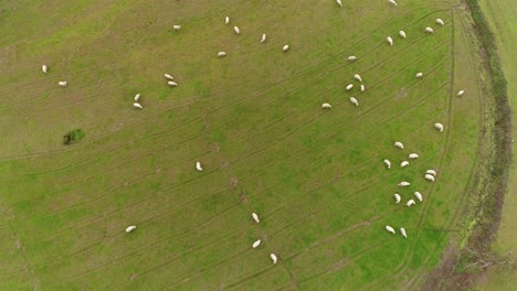 Sheeps-grazing-in-the-field