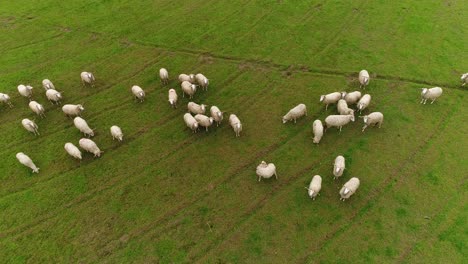 Schafe-Grasen-Auf-Dem-Feld