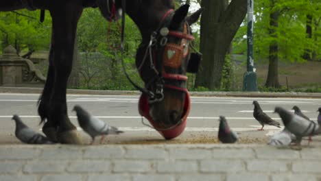 Slow-motion-close-up-shot-of-a-carriage-horse-eating-food-while-surrounded-by-pigeons-and-pedestrians-in-Central-Park,-New-York-City