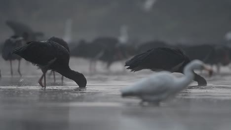 Flock-of-black-Storks-Fishing-in-Lake-Side-in-Early-morning