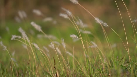 Closeup-of-weeds-blowing-in-the-wind-with-a-blurred-background