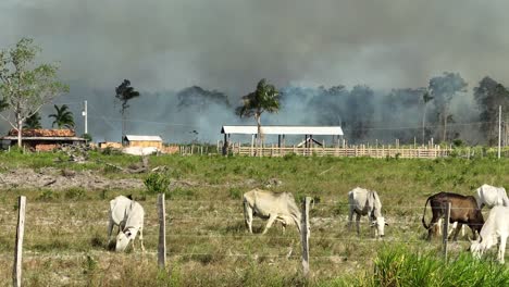Ganado-E-Incendios-Forestales-En-El-Fondo---Los-Ranchos-Afectan-La-Deforestación-En-El-Bioma-Amazónico
