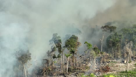 Vista-Aérea-Cinematográfica-Del-Humo-Entre-Los-árboles-Del-Amazonas-Mientras-Arde.