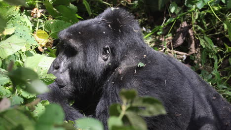 Large-gorilla-chewing-on-leaves-in-the-Bwindi-Impenetrable-Forest,-Uganda