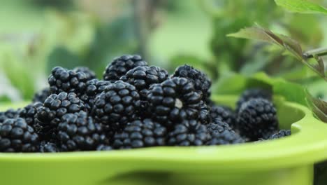 Bowl-full-of-beautiful-wild-blackberries-freshly-picked,-orbiting-view-in-slow-motion-4K