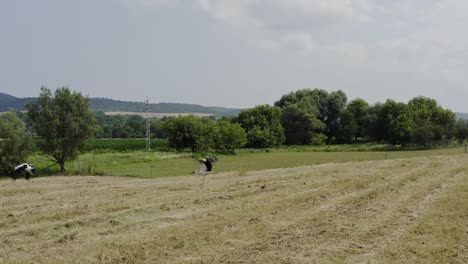 Migratory-storks-foraging-in-rural-hay-field-take-flight