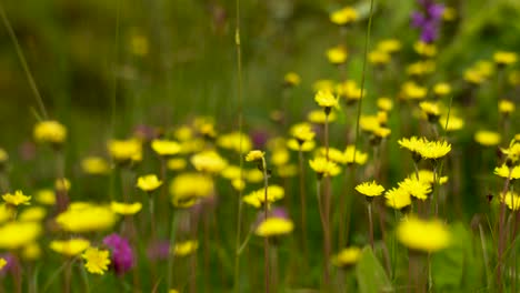 Camera-moves-between-lush-flower-meadow-with-yellow-dandelion-in-Carinthia,-Austria