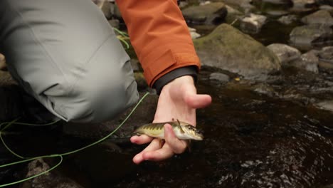 Slow-motion-shot-of-a-fisherman-unhooking-a-small-brown-trout-and-releasing-it