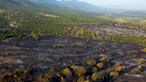 Aerial-revealing-burnt-forest-that-was-destroyed-by-wildfires-in-northern-Greece,-August-2023