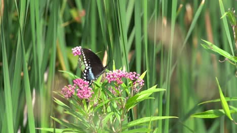 Mariposa-Polinizando-Flores-Y-Hierba,-Naturaleza-Fascinante