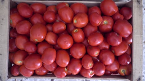Zoom-in-shot-of-a-wooden-bucket-filled-with-freshly-picked-tomatoes