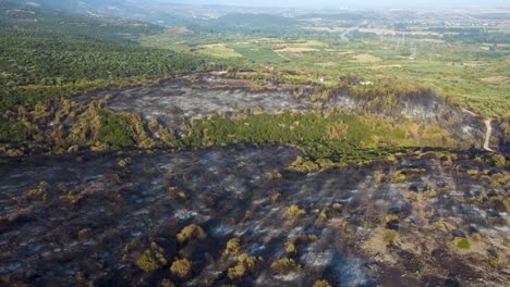 Aerial-rising-over-burnt-forest-that-was-destroyed-by-wildfires-in-northern-Greece,-August-2023
