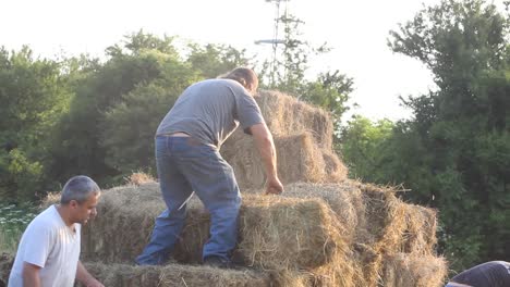 Landarbeiter-Stapeln-Schwere-Heuballen-Auf-Den-Traktor.-Sommerliches-Landleben