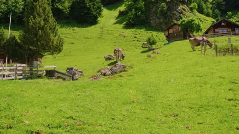Vacas-Pastando-En-Una-Exuberante-Granja-Verde-Cerca-De-Cabañas-De-Madera-En-Staubifall,-Suiza