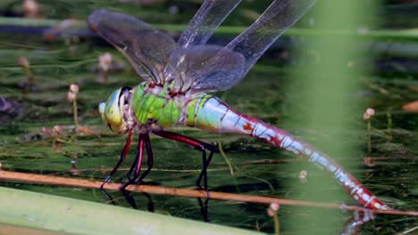 Macro-shot-of-green-Dragonfly-balancing-on-worden-stalk-on-water-surface-of-lake