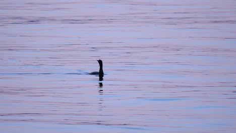 Cormorant-Bird-Swimming-In-Calm-Lake-Water.-wide