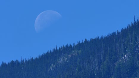 Cielo-Azul-Con-Luna-Sobre-Bosque-De-Coníferas-En-La-Montaña