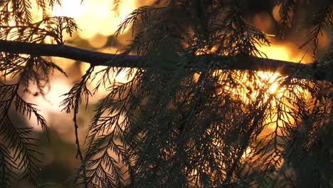 Pine-Tree-Leaves-With-Bright-Orange-Sky-In-The-Background-During-Sunset