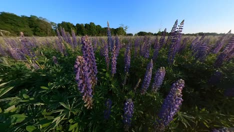 Tall-Violet-Lupine-Bluebonnet Flowers-Next-To-Agriculture-Field-Illuminated-By-Sunrise