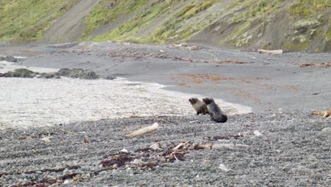 Two-Fur-Seal-pups-on-a-stone-beach,-Wellington-South-Coast,-New-Zealand