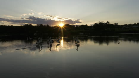 Luftaufnahme-Von-Pelikanen,-Die-Während-Des-Goldenen-Sonnenuntergangs-Im-Hintergrund-Im-Flachen-Meerwasser-Stehen,-Australien