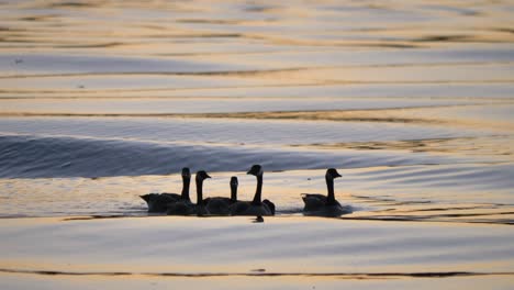 Ducks-Floating-In-The-Wavy-Water-In-Fraser-River-During-Sunset