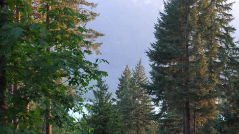 Bäume-Im-Wald-Vor-Blauem-Himmel-In-BC,-Kanada
