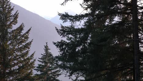 Conifer-Trees-With-Misty-Mountains-At-Background-Over-Lillooet-Lake-In-British-Columbia,-Canada