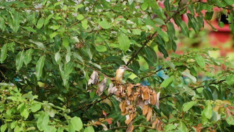 Common-Kingfisher-Bird-Perched-on-Leafy-Twig-Flies-Away-in-Slow-Motion