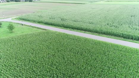 Drone-footage-of-road-and-Dutch-farmfields