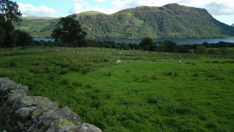 Moving-over-dry-stone-wall-into-field-with-sheep-with-lake-and-wooded-mountainside-on-bright-summer-day