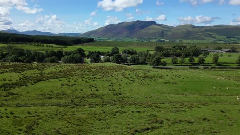 Rise-up-revealing-sheep-in-fields,-camping-site-and-distant-Blencathra-mountain-range-on-summer-day