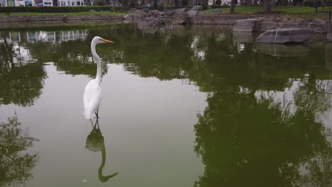 Silberreiher-Spaziert-Auf-Dem-Teich-Im-Park-Der-Ausstellung-In-Santa-Beatriz,-Lima,-Peru