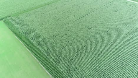 Aerial-drone-shot-of-big-green-farm-fields
