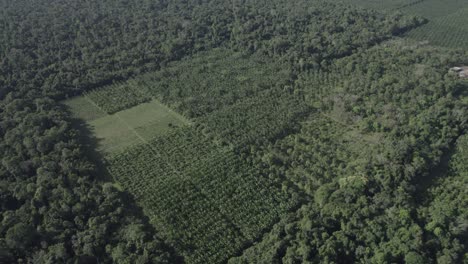 Birdseye-view-of-palm-tree-agriculture-fields-at-amazon-rainforest,-Brazil