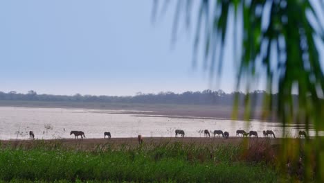 still-shot-in-slow-motion-of-a-landscape-where-you-can-see-a-lake-or-river,-vegetation-and-horses-on-the-shores-of-the-lake