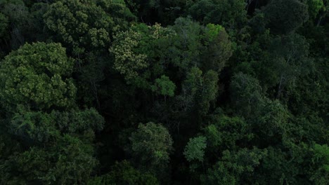Vista-Aérea-De-La-Selva-Amazónica-De-Brasil,-Hogar-De-Los-Ecosistemas-Más-Ricos-Y-Variados-Del-Mundo.