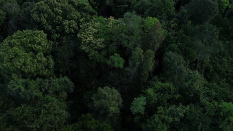 Vogelperspektive-Auf-Den-Amazonas-Regenwald-In-Brasilien,-Heimat-Der-Reichsten-Und-Vielfältigsten-Ökosysteme-Der-Welt