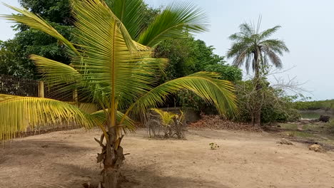 Small-palm-trees-by-the-river