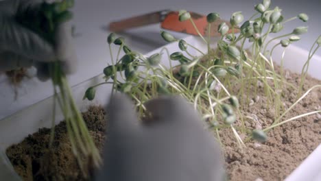 Mano-En-Guantes-Sosteniendo-Brotes-De-Soja-En-Un-Laboratorio-Agrícola