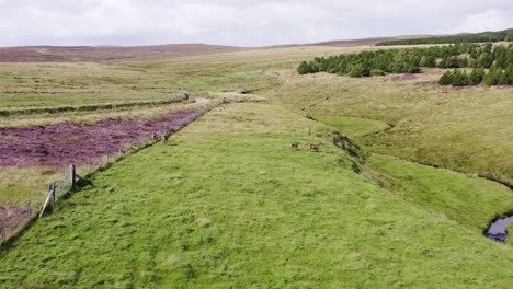 Drone-shot-tracking-a-herd-of-red-deer-on-the-moorland-and-peatland-on-the-Isle-of-Lewis,-part-of-the-Outer-Hebrides-of-Scotland