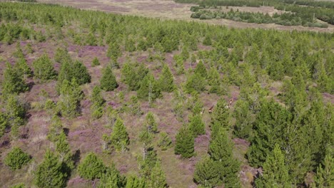 Drone-shot-tracking-red-deer-running-through-a-forest-plantation-on-the-Isle-of-Lewis,-part-of-the-Outer-Hebrides-of-Scotland