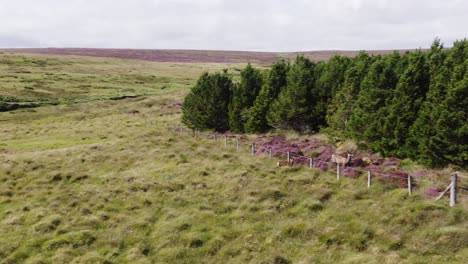 Aerial-tracking-shot-of-a-pair-of-red-deer-on-the-moorland-on-the-Isle-of-Lewis,-part-of-the-Outer-Hebrides-of-Scotland