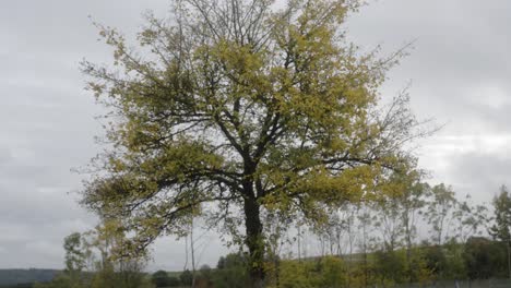 Herbstbaum-Verliert-Blätter,-Aufgenommen-Mit-Gimbal
