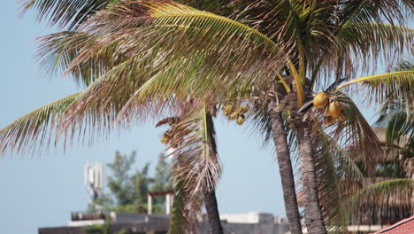 Palme-Am-Mexikanischen-Strand-Mit-Kokosnüssen